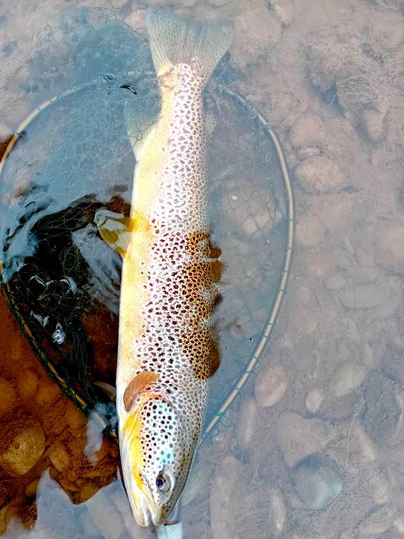 3 pounder no 2 (the one caught twice)
